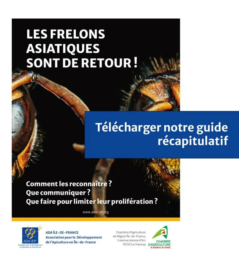 Les frelons sont de retour. Guide ADA IDF