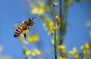 bee, flying insect, insect, pollination, hymenoptera, entomology, macro, blue, yellow, world bee day, bee, bee, bee, bee, bee-7370876.jpg