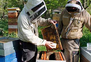 appui technique apiculture ADA IDF