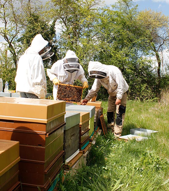 Service civique apiculture