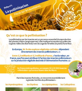 les pollinisateurs et auxiliaire du jardin