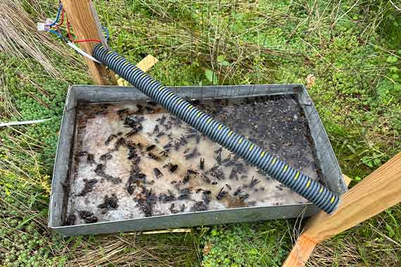 pièges frelons asiatiques sur rucher