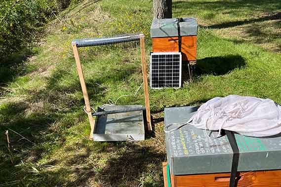 harpes électriques piège contre frelon asiatique