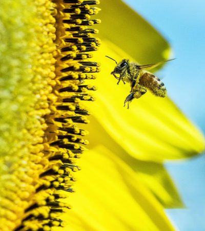 service de pollinisation par l'abeille